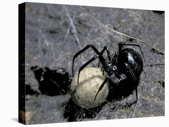 Black Widow Spider and Egg, Machu Picchu, Peru-Andres Morya-Premier Image Canvas