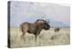 Black Wildebeest (Connochaetes Gnou), Mountain Zebra National Park, South Africa, Africa-Ann & Steve Toon-Premier Image Canvas