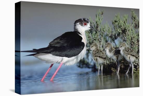 Black-winged Stilt mother with three chicks, Camargue, France-Tim Fitzharris-Stretched Canvas