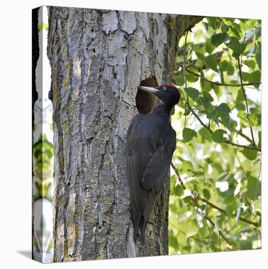 Black woodpecker (Dryocopus martius), male at nest hole. Danube Delta, Romania. May-Loic Poidevin-Premier Image Canvas