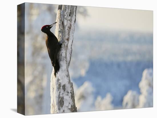 Black woodpecker male on snowy tree trunk, Kuusamo, Finland, February.-Markus Varesvuo-Premier Image Canvas