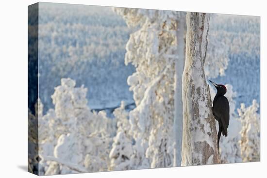 Black woodpecker male perched on tree, Kuusamo, Finland-Markus Varesvuo-Premier Image Canvas