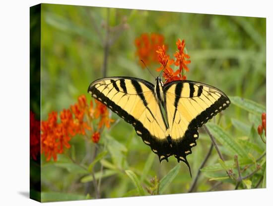 Black Yellow Butterfly I-Kathy Mansfield-Premier Image Canvas