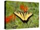 Black Yellow Butterfly I-Kathy Mansfield-Premier Image Canvas