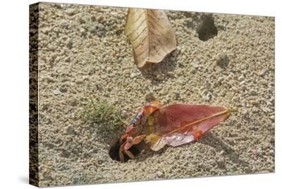 Blackback Land Crab Gecarcinus Lateralis Dragging Leaf Into Burrow Barbados Photographic Print Adrian Davies Art Com Blackback Land Crab Gecarcinus Lateralis Dragging Leaf Into Burrow Barbados Photographic Print Adrian Davies Art Com