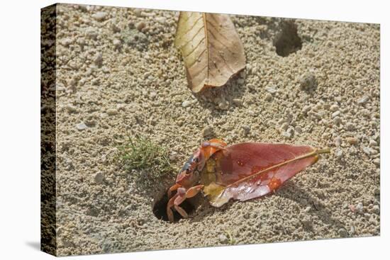 Blackback Land Crab (Gecarcinus Lateralis) Dragging Leaf into Burrow, Barbados-Adrian Davies-Premier Image Canvas