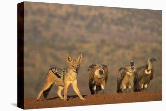 Blackbacked jackal (Canis mesomelas), Zimanga private game reserve, KwaZulu-Natal-Ann and Steve Toon-Premier Image Canvas