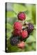 Blackberries-C. Nidhoff-Lang-Premier Image Canvas