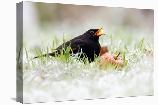 Blackbird eating winfall apples in snow, Cornwall, UK-Ross Hoddinott-Premier Image Canvas