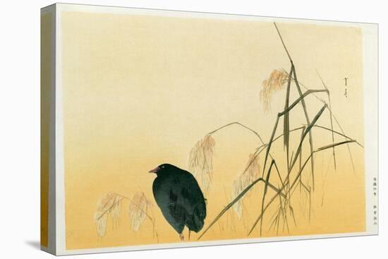 Blackbird, Edo Period-Japanese School-Premier Image Canvas