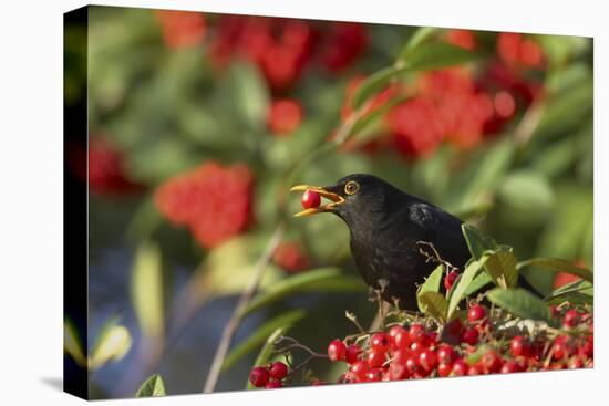 Blackbird Feeding on Autumn Berries-null-Premier Image Canvas