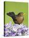 Blackbird Female-null-Premier Image Canvas