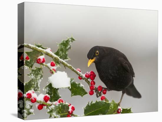 Blackbird Male Feeding on Holly Berries-null-Premier Image Canvas