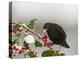 Blackbird Male Feeding on Holly Berries-null-Premier Image Canvas