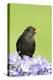 Blackbird Male-null-Premier Image Canvas