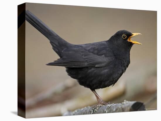 Blackbird (Turdus Merula) Male Singing, Helsinki, Finland-Markus Varesvuo-Premier Image Canvas