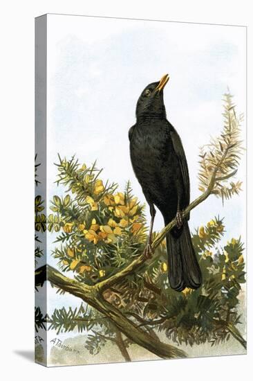 Blackbird-English-Premier Image Canvas