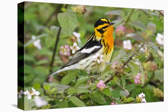 Blackburnian Warbler (Dendroica fusca) adult male foraging for insects in lantana garden-Larry Ditto-Premier Image Canvas