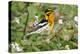 Blackburnian Warbler (Dendroica fusca) adult male foraging for insects in lantana garden-Larry Ditto-Premier Image Canvas