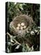 Blackcap Nest with Five Eggs, Hampshire, England, UK-Andy Sands-Premier Image Canvas