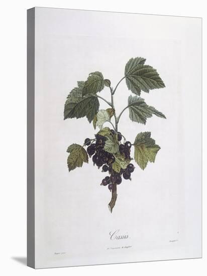 Blackcurrant (Ribes Nigrum) or Cassis Noir De Bourgogne Henry Louis Duhamel Du Monceau-null-Premier Image Canvas
