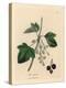 Blackcurrant Tree, Ribes Nigrum-James Sowerby-Premier Image Canvas