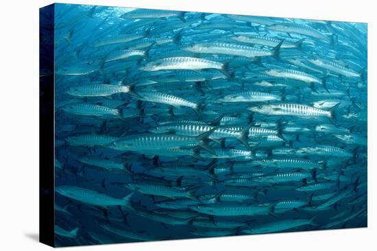 Blackfin Barracuda (Sphyraena Qenie) Pacific Ocean-Reinhard Dirscherl-Premier Image Canvas