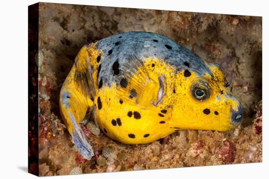 Blackspotted puffer curled up on reef, Philippines-David Fleetham-Premier Image Canvas