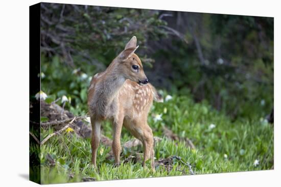 Blacktail Deer Fawn in Meadow, Olympic NP, Washington, USA-Gary Luhm-Premier Image Canvas