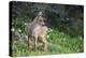 Blacktail Deer Fawn in Meadow, Olympic NP, Washington, USA-Gary Luhm-Premier Image Canvas