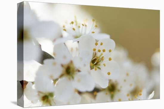 Blackthorn, Prunus Spinosa, Blossoms, Close Up-David & Micha Sheldon-Premier Image Canvas