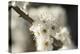 Blackthorn, Prunus Spinosa, Blossoms, Close Up-David & Micha Sheldon-Premier Image Canvas