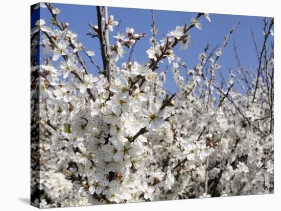 Blackthorn (Prunus Spinosa) in Full Flower, Cornwall, England, United Kingdom, Europe-Nick Upton-Premier Image Canvas