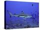 Blacktip Reef Shark Swimming Through Fish-null-Premier Image Canvas