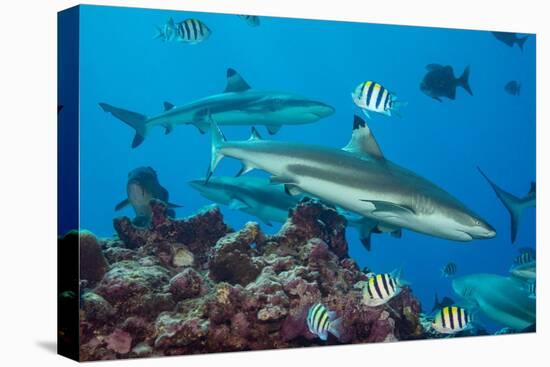 Blacktip reef sharks circling the reef surrounded by reef fish-David Fleetham-Premier Image Canvas