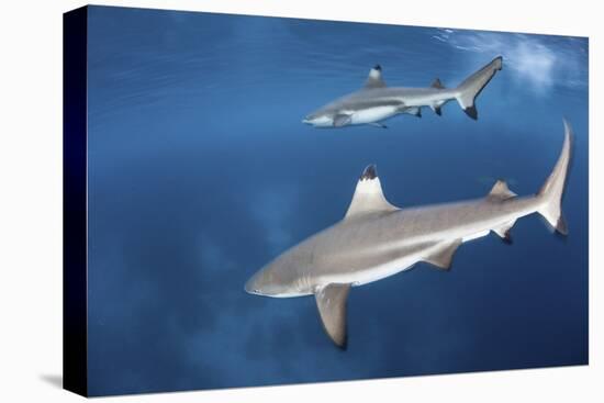 Blacktip Reef Sharks Swim Just under the Surface in the Solomon Islands-Stocktrek Images-Premier Image Canvas