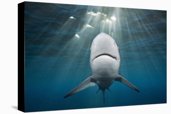 Blacktip Shark (Carcharhinus Limbatus)-Reinhard Dirscherl-Premier Image Canvas