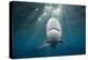 Blacktip Shark (Carcharhinus Limbatus)-Reinhard Dirscherl-Premier Image Canvas