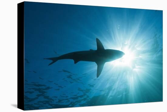 Blacktip Shark (Carcharhinus Limbatus)-Reinhard Dirscherl-Premier Image Canvas