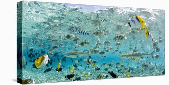 Blacktip Sharks and Tropical Fish in Bora-Bora Lagoon-Michele Westmorland-Stretched Canvas