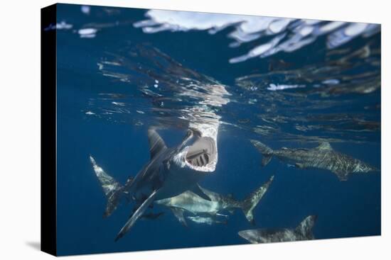 Blacktip Sharks (Carcharhinus Limbatus)-Reinhard Dirscherl-Premier Image Canvas