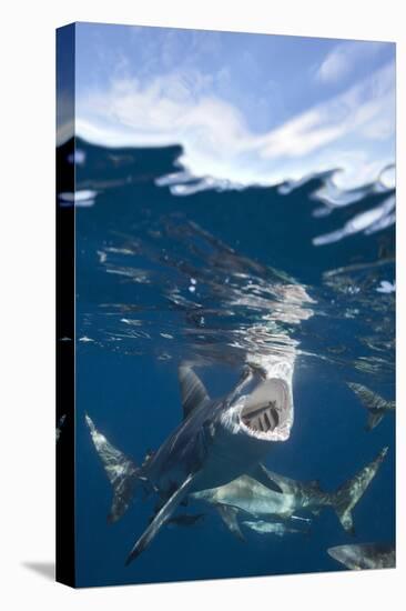 Blacktip Sharks (Carcharhinus Limbatus)-Reinhard Dirscherl-Premier Image Canvas