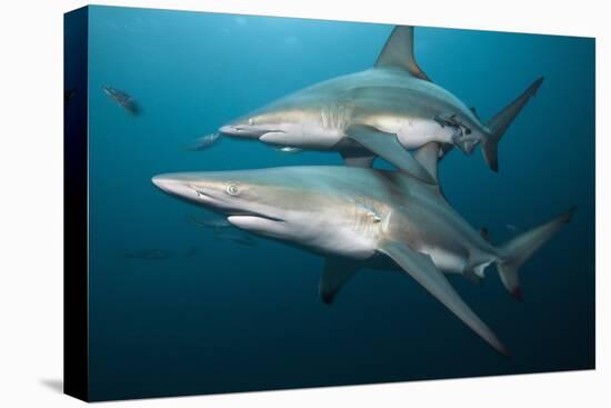 Blacktip Sharks (Carcharhinus Limbatus)-Reinhard Dirscherl-Premier Image Canvas