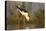 Blackwinged stilt (Himantopus himantopus), Zimanga private game reserve, KwaZulu-Natal, South Afric-Ann and Steve Toon-Premier Image Canvas