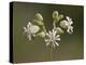 Bladder Campion (Silene Vulgaris), Waterton Lakes National Park, Alberta, Canada, North America-James Hager-Premier Image Canvas