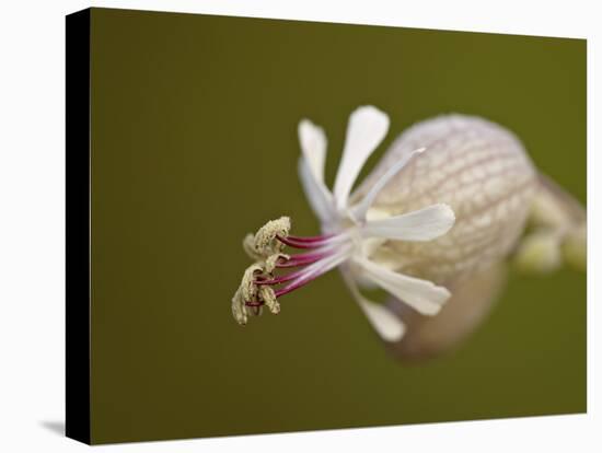 Bladder Campion (Silene Vulgaris), Waterton Lakes National Park, Alberta, Canada, North America-James Hager-Premier Image Canvas