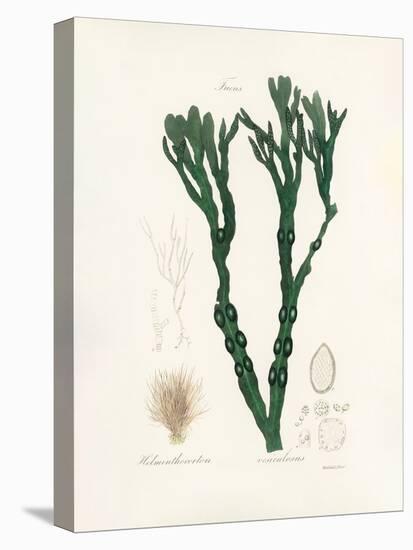 Bladder Wrack (Fucus Vesiculosus) Medical Botany-John Stephenson and James Morss Churchill-Premier Image Canvas