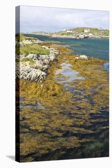 Bladder Wrack Seaweed-Adrian Bicker-Premier Image Canvas