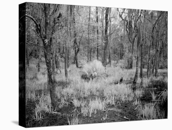 Blakeley State Park, Scene Of The Last Major Battle Of The Civil War-Carol Highsmith-Stretched Canvas
