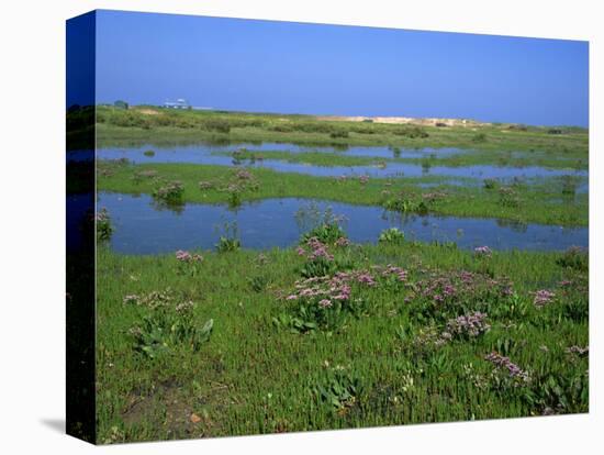 Blakeney Point, Norfolk, England, United Kingdom, Europe-Jean Brooks-Premier Image Canvas